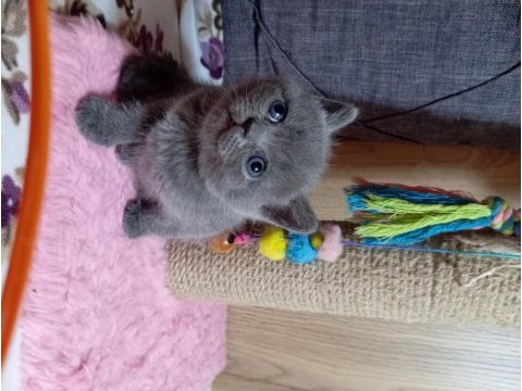 British shorthair 2 aylık gri yavru