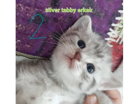 2 güne teslim british shorthair balıkesir merkez