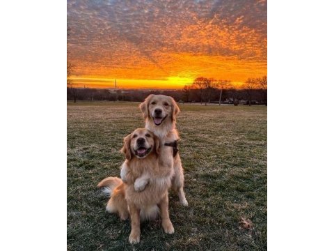 Sarı şeker golden retriever yavrular