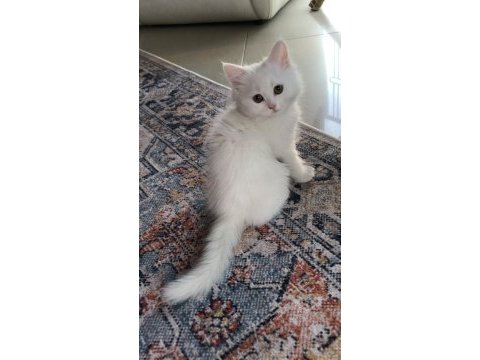 Beyaz british longhair
