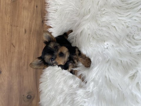 0 numara yorkshire terrier