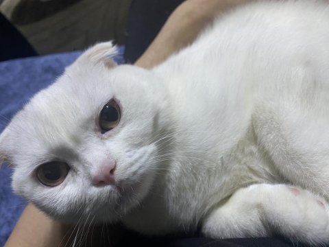 5 aylık kedim yeni sahibini arıyor scottish fold