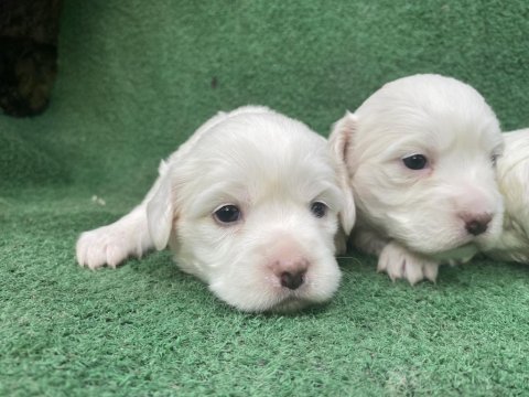 Kar beyaz maltese bebekler