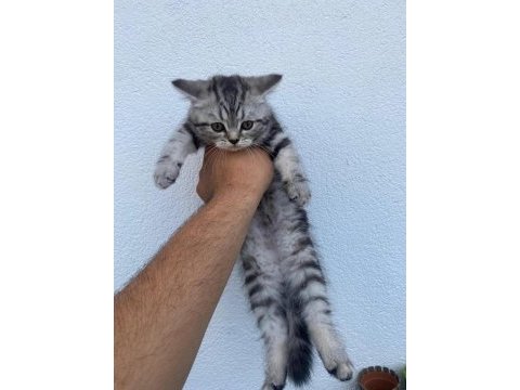 3 yavruda erkek scottish fold
