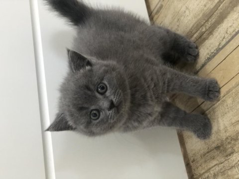Erkek gri renk british shorthair 8 mart doğumlu