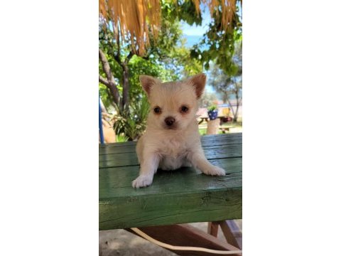 Mükemmel chihuahua erkek yavru