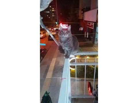 Evcilleşmiş sokak kedisi