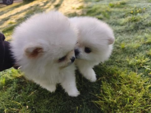 Ayıcık pomeranian boo