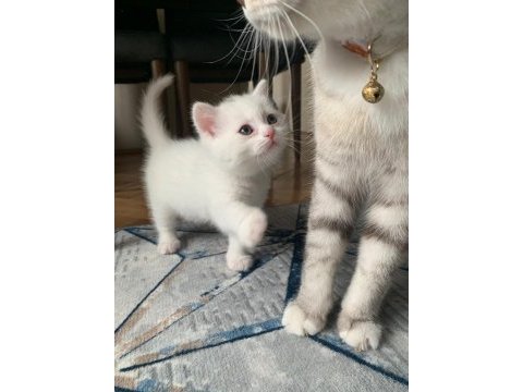 British longhair dişi ve british shorthair dişi