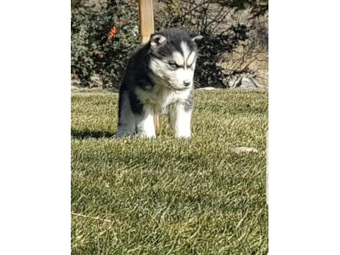 Safkan husky minikler