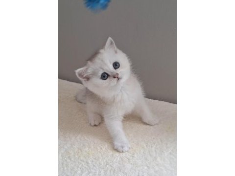 British shorthair silver dişi