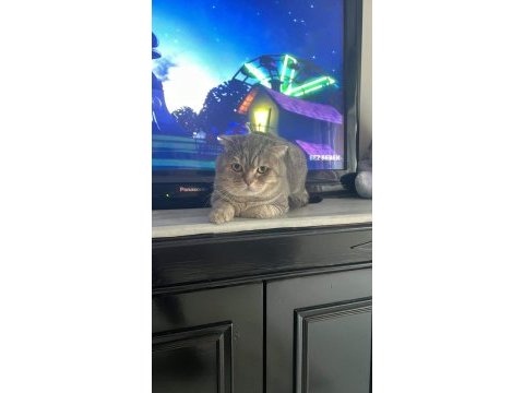 Scottish fold floki ye acil yuva
