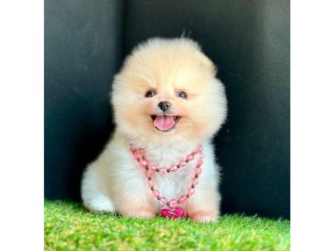 Sevimli pomeranian boo yavrularımız