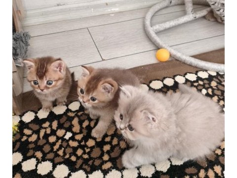 British shorthair ve longhair