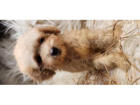 Veteriner teknikerinden toy poodle