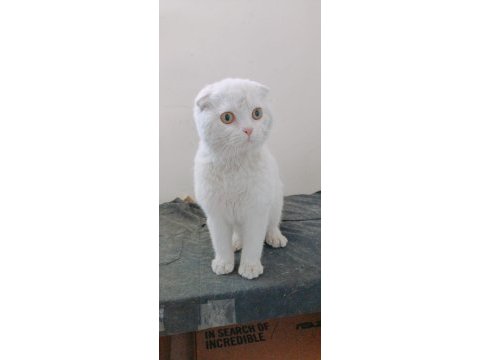 Scottish fold shorthair beyaz erkek 1 yaşında