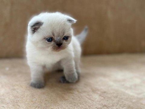Eşsiz güzellikte point scottish fold