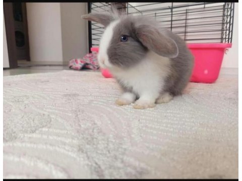 Hollanda lop tavşanı