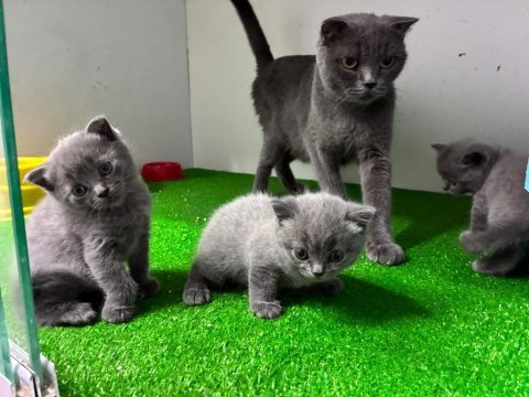 Irk ve sağlık garantili scottish fold
