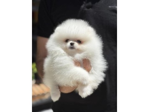 Ukrayna doğumlu pomeranian yavrular
