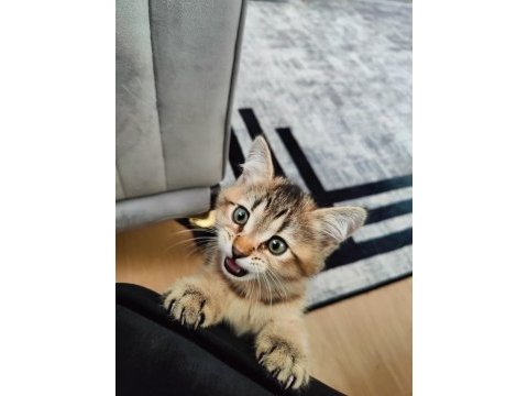 3 aylık british shorthair erkek black gold