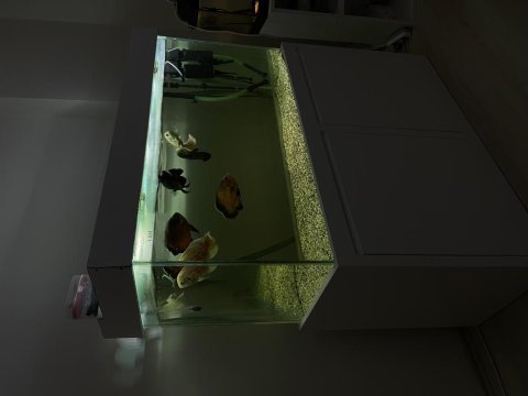 Full set mobilyalı monstsr akvaryum