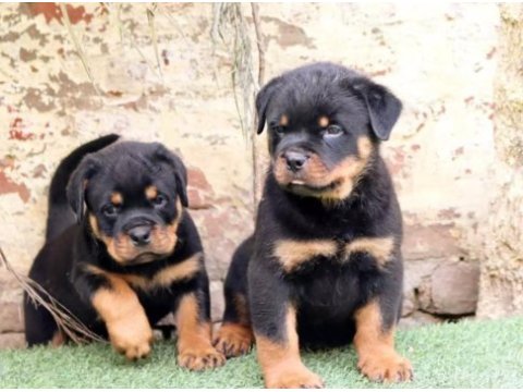 Dişi erkek rottweiler kapıda ödemeli güvenli sistem