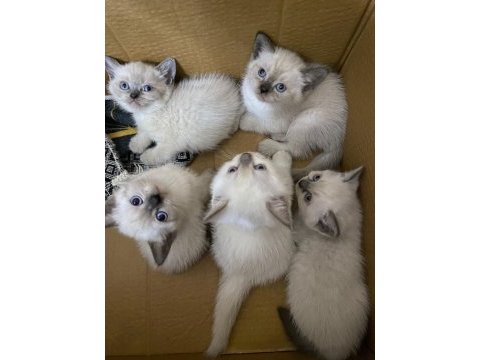 British blue point dişi erkek yavru