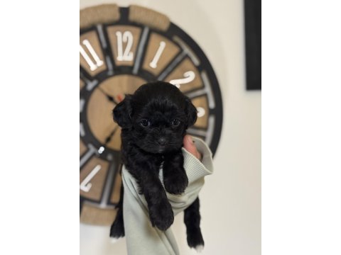 Mini boy güzel suratlı siyah maltipoo yavrular