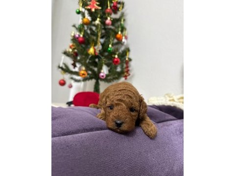 Erkek toy poodle yavrumuz yeni ailesini aramakta