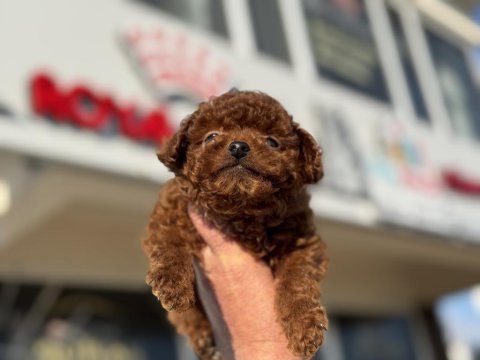 Petmode köpek çiftliğinden tiny kore poodle yavrular