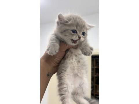 Cüce kedimiz munchkin