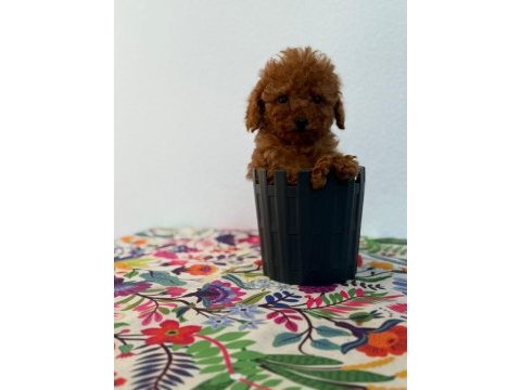 A scrli̇ ev üreti̇mi̇ toy poodle yavrularimiz