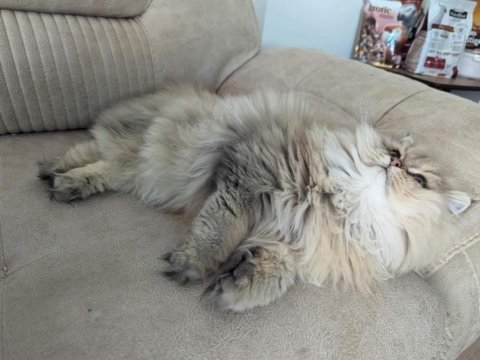 Safkan british longhair şecereli