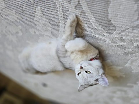 1 yaş dişi british shorthair silver