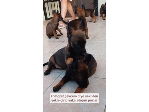 Teslime hazır fcı kıf şecereli malinois yavrularım