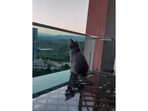 Kül rengi british shorthair sahibini arıyor