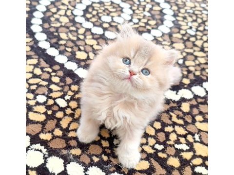 British shorthair ve longhair safkan