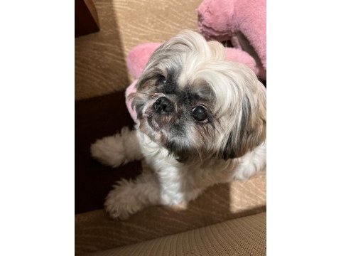 3 yaşında shih tzu coffee yi sahiplendiriyorum