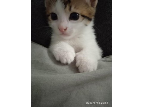 Tatlış yakışıklı erkek tekir yavrumuz abidin