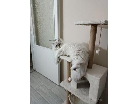 British longhair oğlumu sahiplendireceğim
