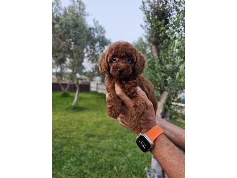 Poodle bizim işimiz