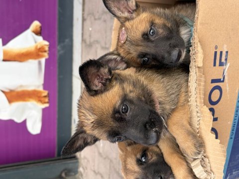 Belçika kurdu malinois 40 45 günlük