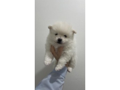 Tatlı pomeranian yavrumuz