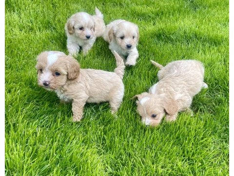 Maltipoo yavru köpekler
