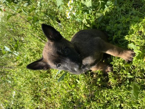 Malinois yavruları