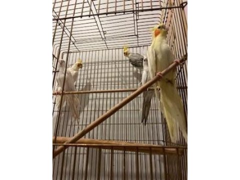 Yetişkin erkek ve dişi sultan papağanlar