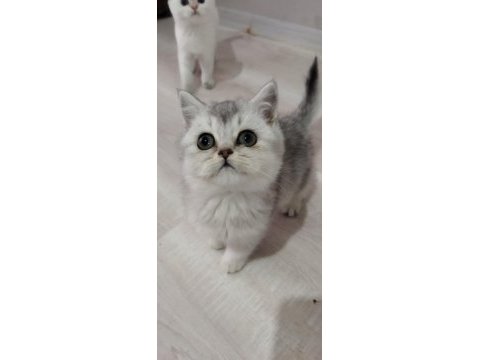 Silver ve golden scottish straight yavrular