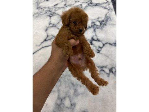 Orijinal toy poodle bebekleri