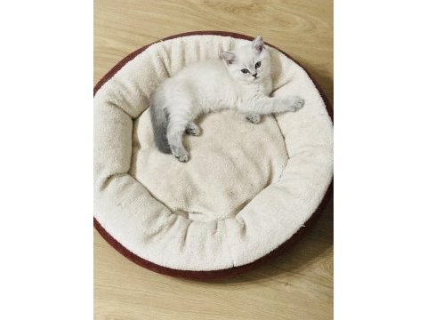 British shorthair
